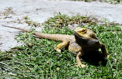 beared dragon